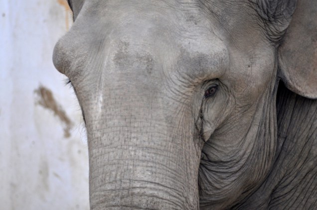 Grădina Zoo Tg.Mureș, casa singurilor elefanți din țară