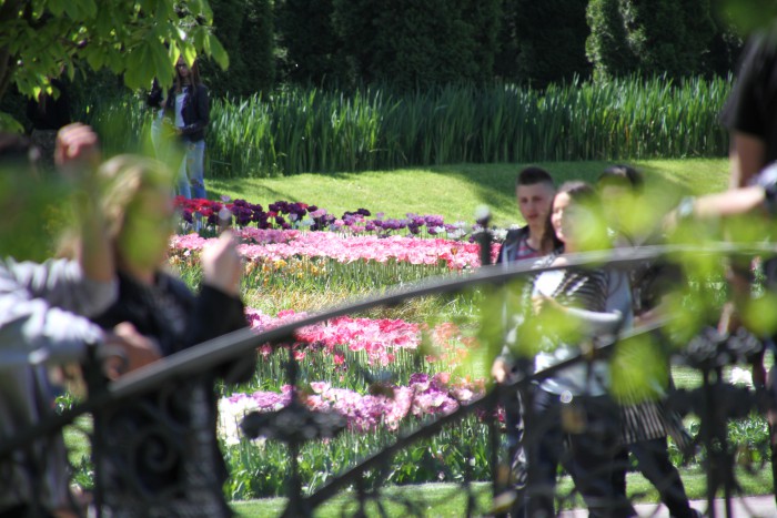 Trandafirii pe primul loc