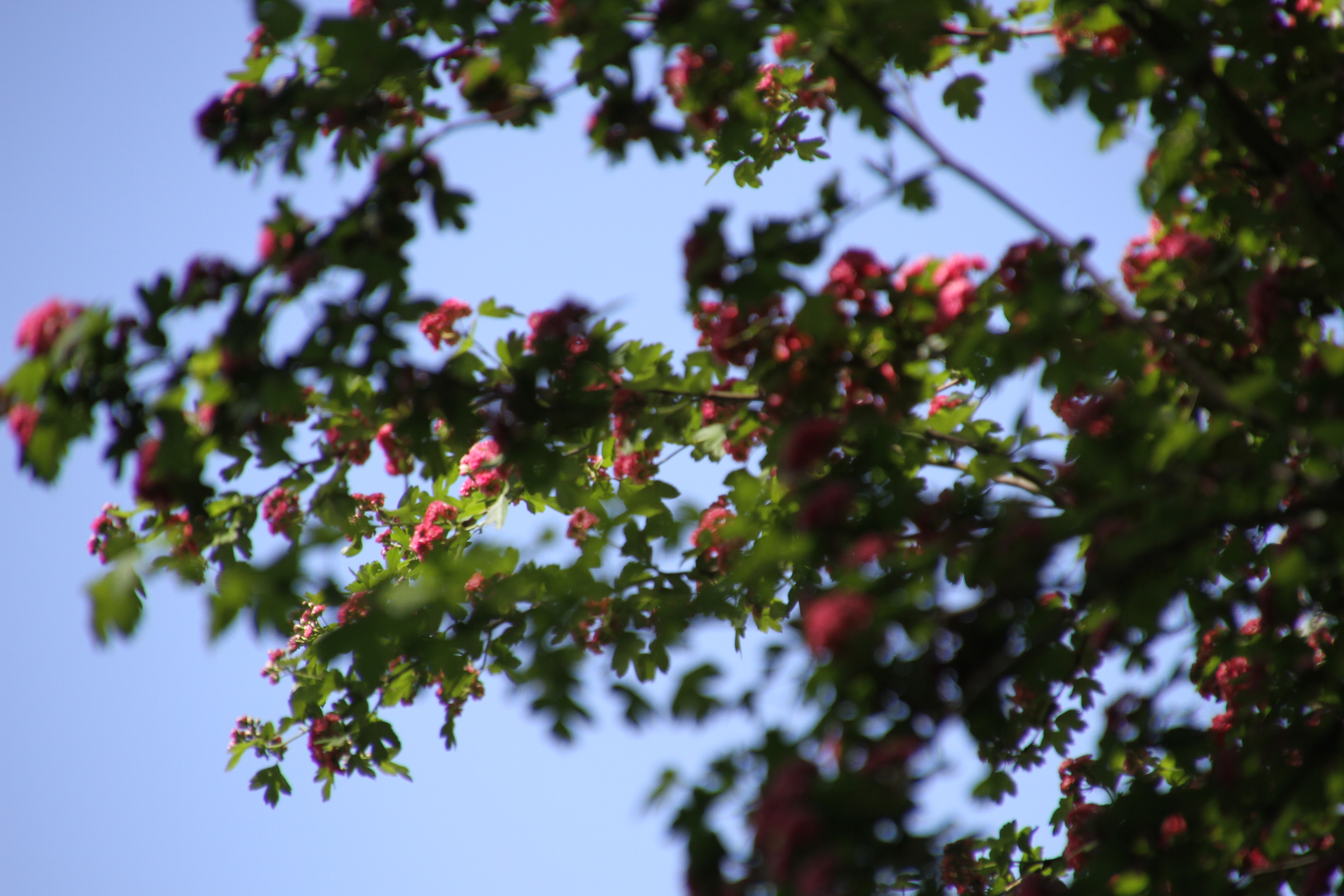 Vreme schimbătoare, dar cu o maximă de 22 de grade Celsius