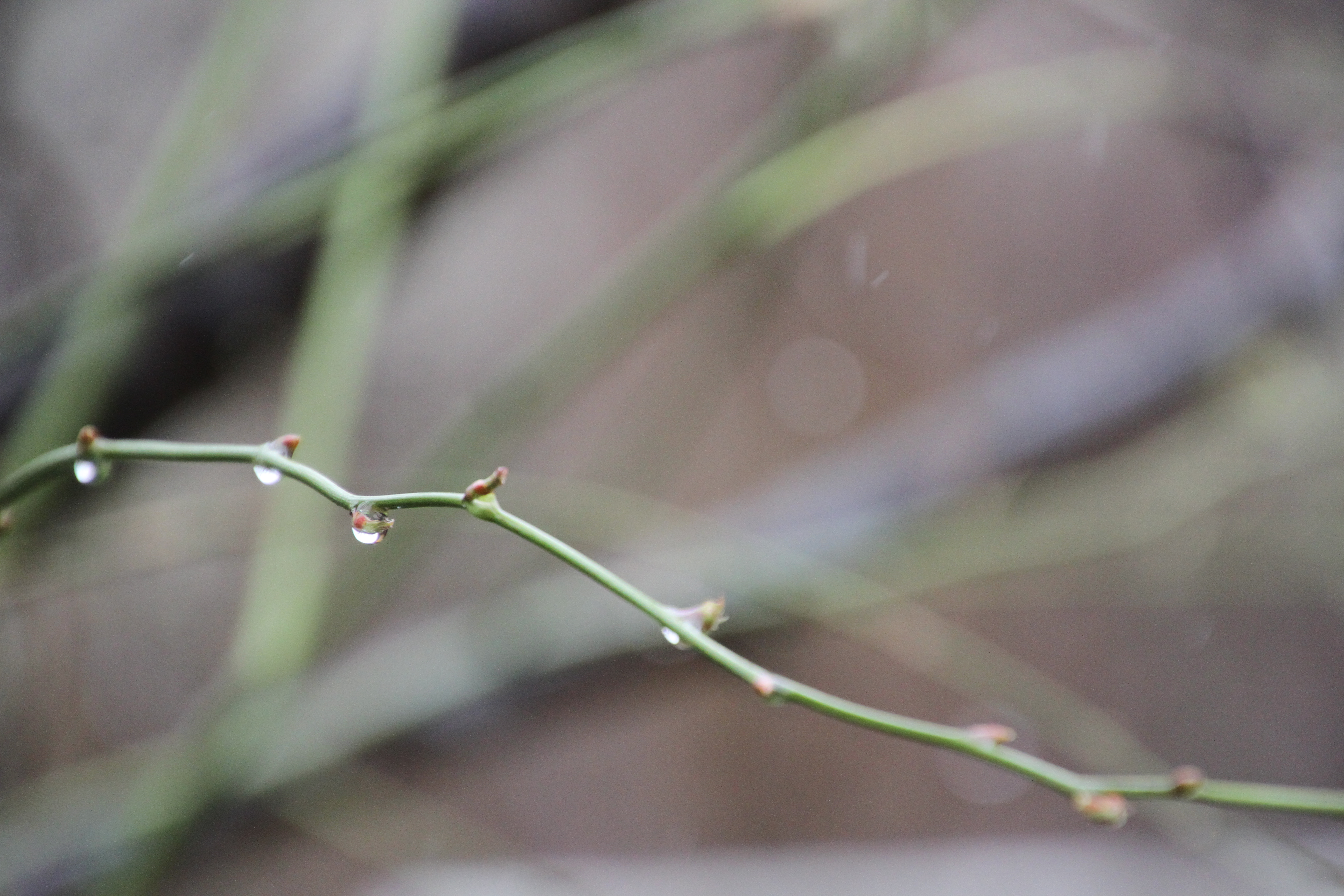 Poveştile clipei: „Promise primăveri fără de sfârșit”