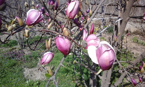 Vremea în Oltenia: 11-17 aprilie 2016