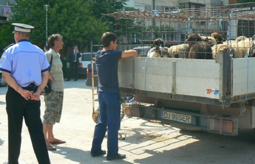 Punct de sacrificare miei