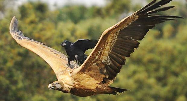 (Reportaj) Ciorile au interdictie in Parcul Central!