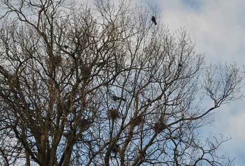 Luptă cu ciorile la Târgu Jiu
