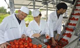 (Audio) Fabrică de prelucrare a legumelor in Turceni