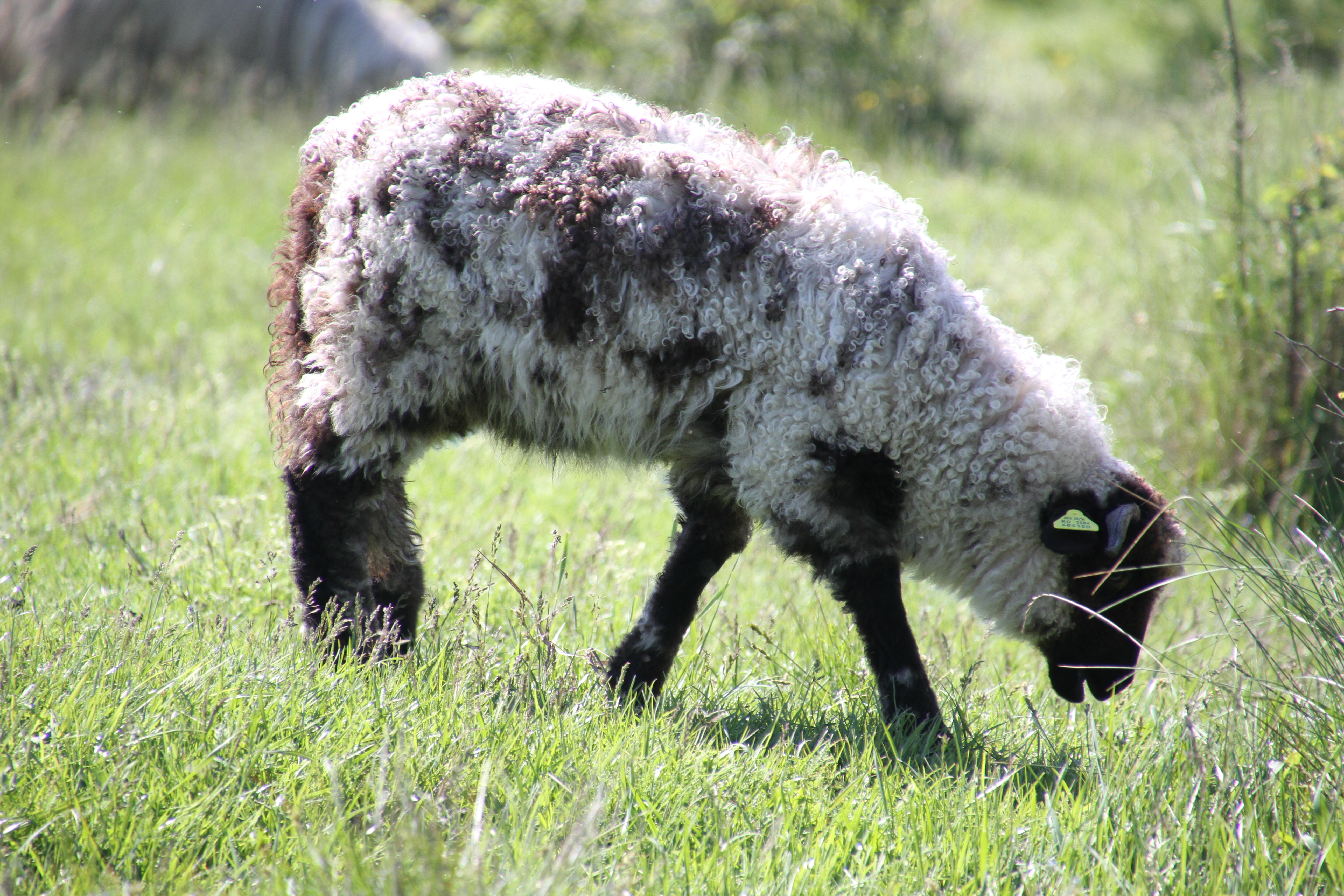 Poveştile clipei: „Ridică-te, mielule, și vezi-ți umbra!”