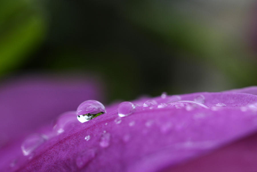 Poemul de azi: „Astazi l-am ucis cu o rafala de cuvinte…”