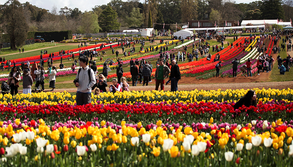 A inceput Festivalul Lalelelor la Amsterdam!