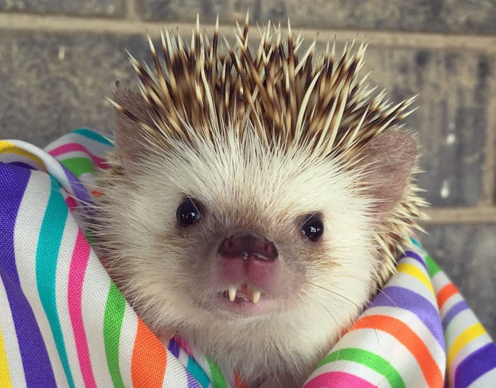 Ariciul-vampir, vedeta pe Instagram!