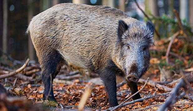 Mii de mistreti radioactivi darama ce a mai ramas în Fukushima, iar nimeni nu stie cum sa-i opreasca