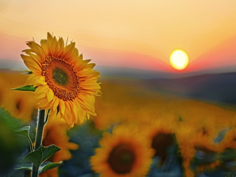 16 MAI – ROSTUL FLORILOR