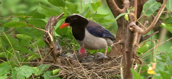 20 MAI – CONSTANDINUL PUILOR DESTEPTI