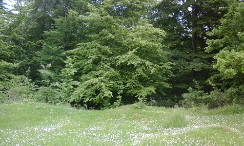 Azi despre ieri – 14 iunie 2016