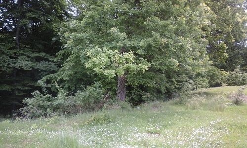 Azi despre ieri – 10 iunie 2016