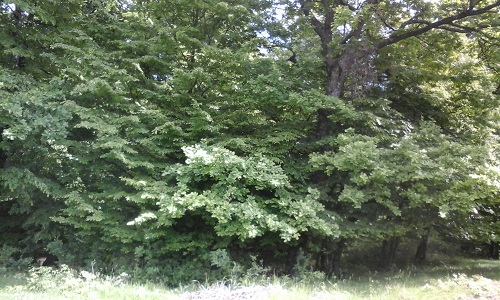 Azi despre ieri – 13 iunie 2016