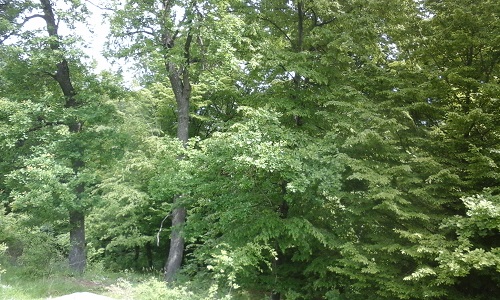 Azi despre ieri – 8 iunie 2016