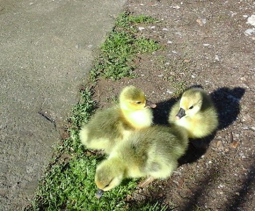 Azi despre ieri – 7 iunie 2016