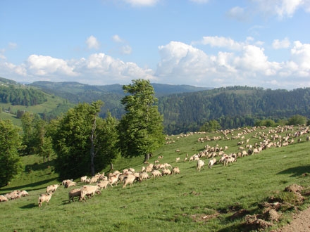 22 MAI – URCATUL OILOR LA MUNTE