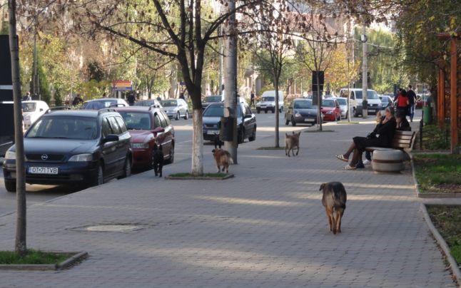 Slatina: maidanezi capturati de pe strazile orasului