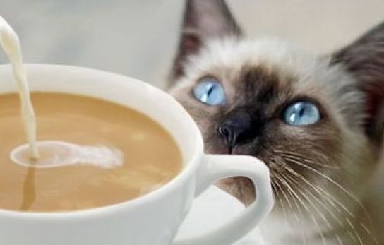 Cel mai bătrân motan din lume