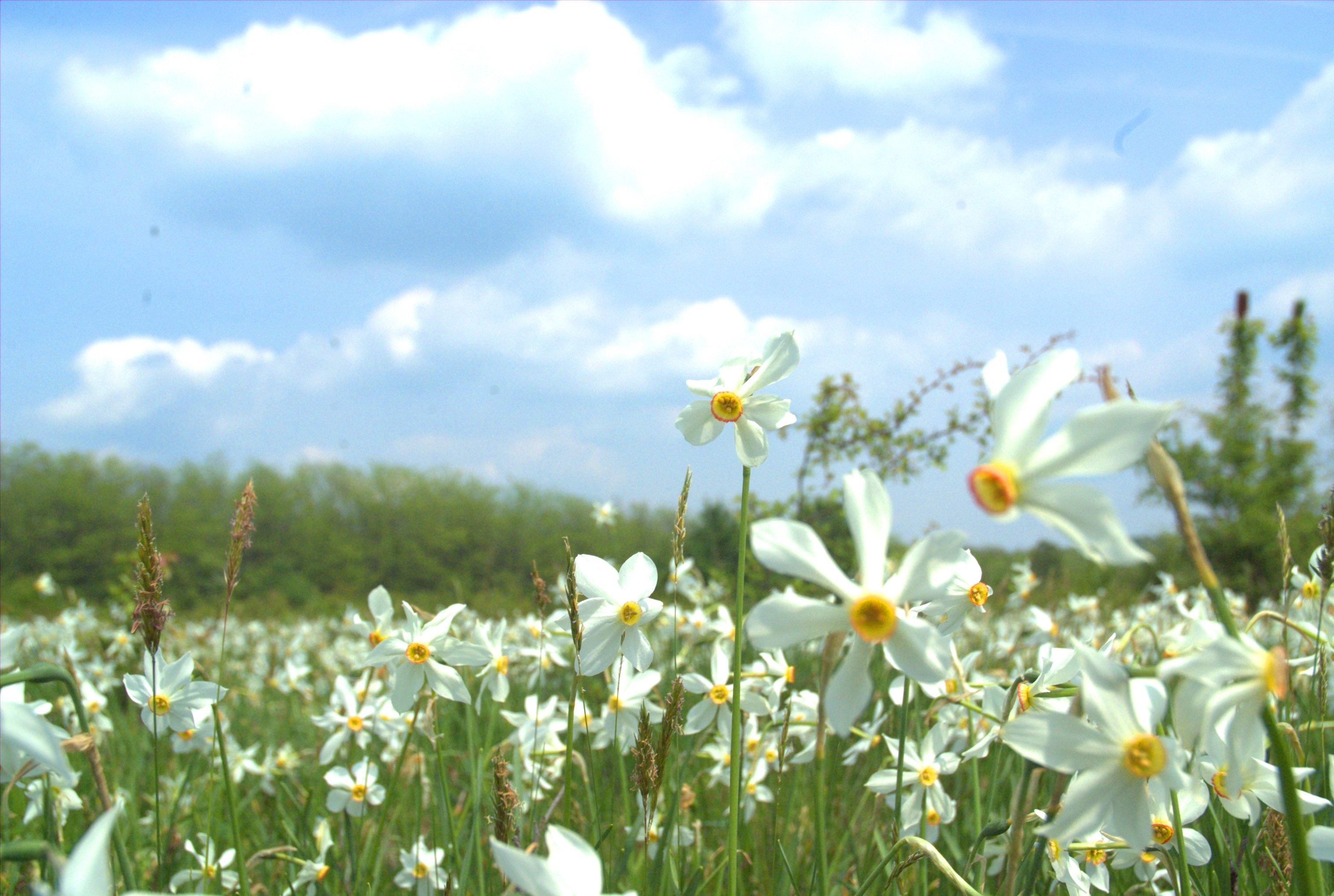 Sărbătoarea Narciselor