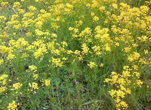 Vremea în Oltenia: 23-29 mai 2016