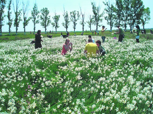 Sărbătoarea Narciselor, la Negrași