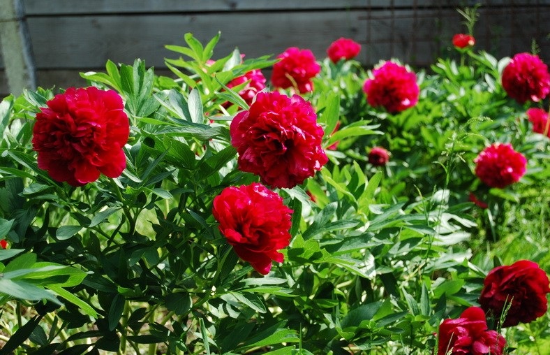 „Impreuna pentru un mediu mai curat” la Biblioteca Aman