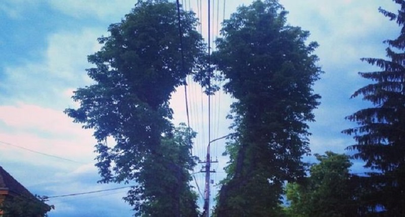 Pe aceasta strada din Romania, un copac a crescut in forma de inima!