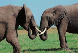 Capturile de fildeş le-au depăşit pe cele de cocaină