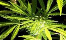 O turmă de oi a semănat panică într-un sat din Țara Galilor