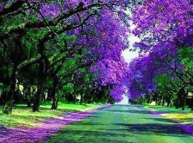 A inceput „Sărbătoarea liliacului” la Ponoarele