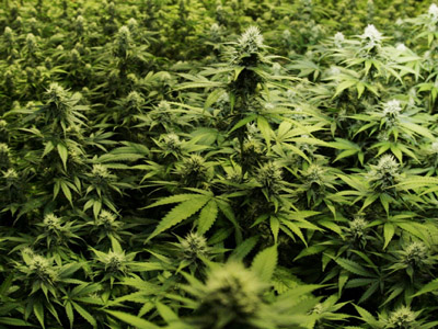 Consumul repetat al acestor droguri nu ne afectează doar pe noi