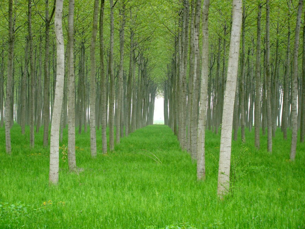 Încă mai poate fi accesat sprijinul pentru prima împădurire