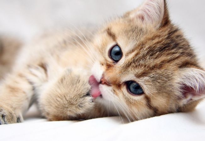 Lipsa somnului poate avea efecte grave asupra sanatatii