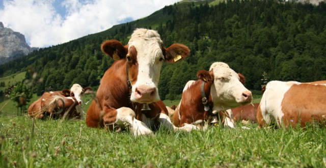 Targurile de bovine din Oltenia, inchise in urma unei epidemii!