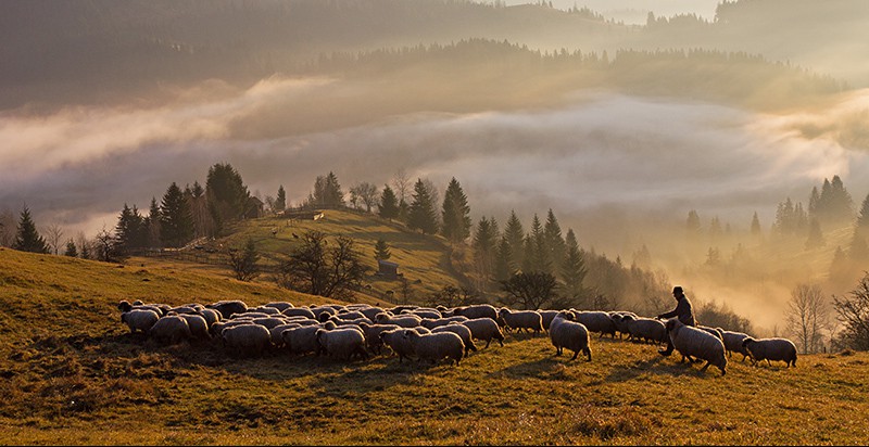 (Audio) Urcatul oilor la munte