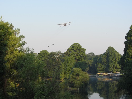 Incepe dezinsecția la Craiova