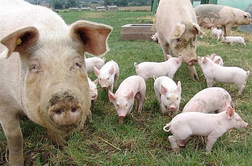 Focar de pestă porcină africană (audio)