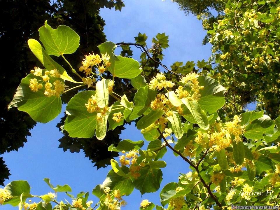 Sărbătoarea teiului la Păuşeşti Măglaşi