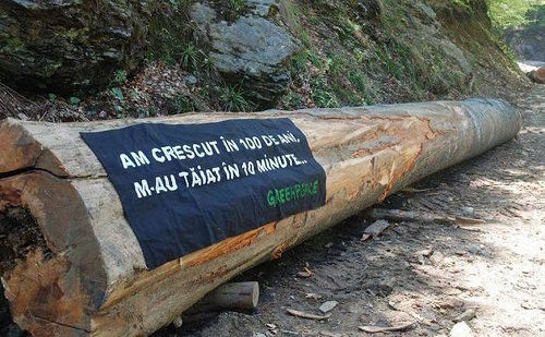 Stop defrișărilor!