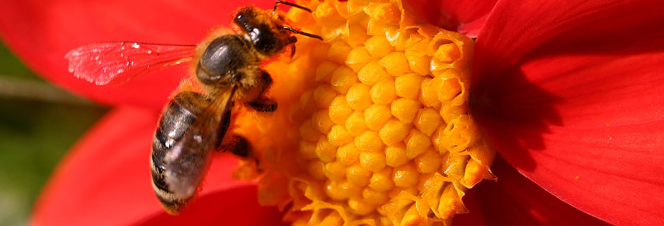 (Audio) Tudor Arghezi – poetul și apicultorul