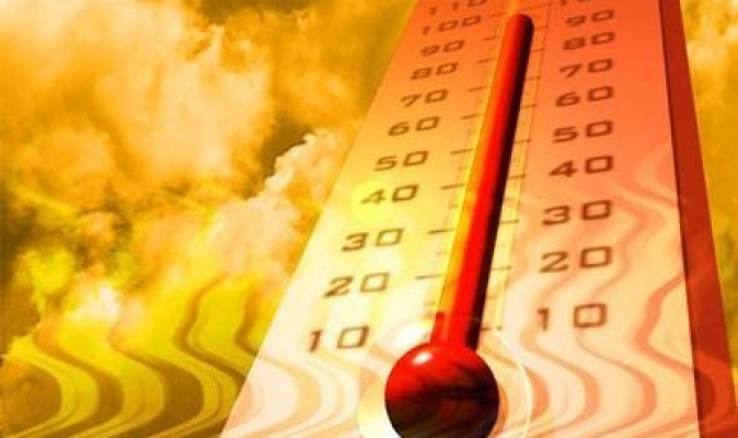 Cod portocaliu de caniculă