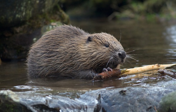 Barajele construite de castori provoacă inundații