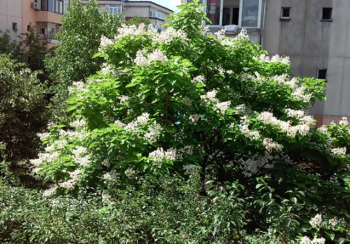 Azi despre ieri – 22 iulie 2016