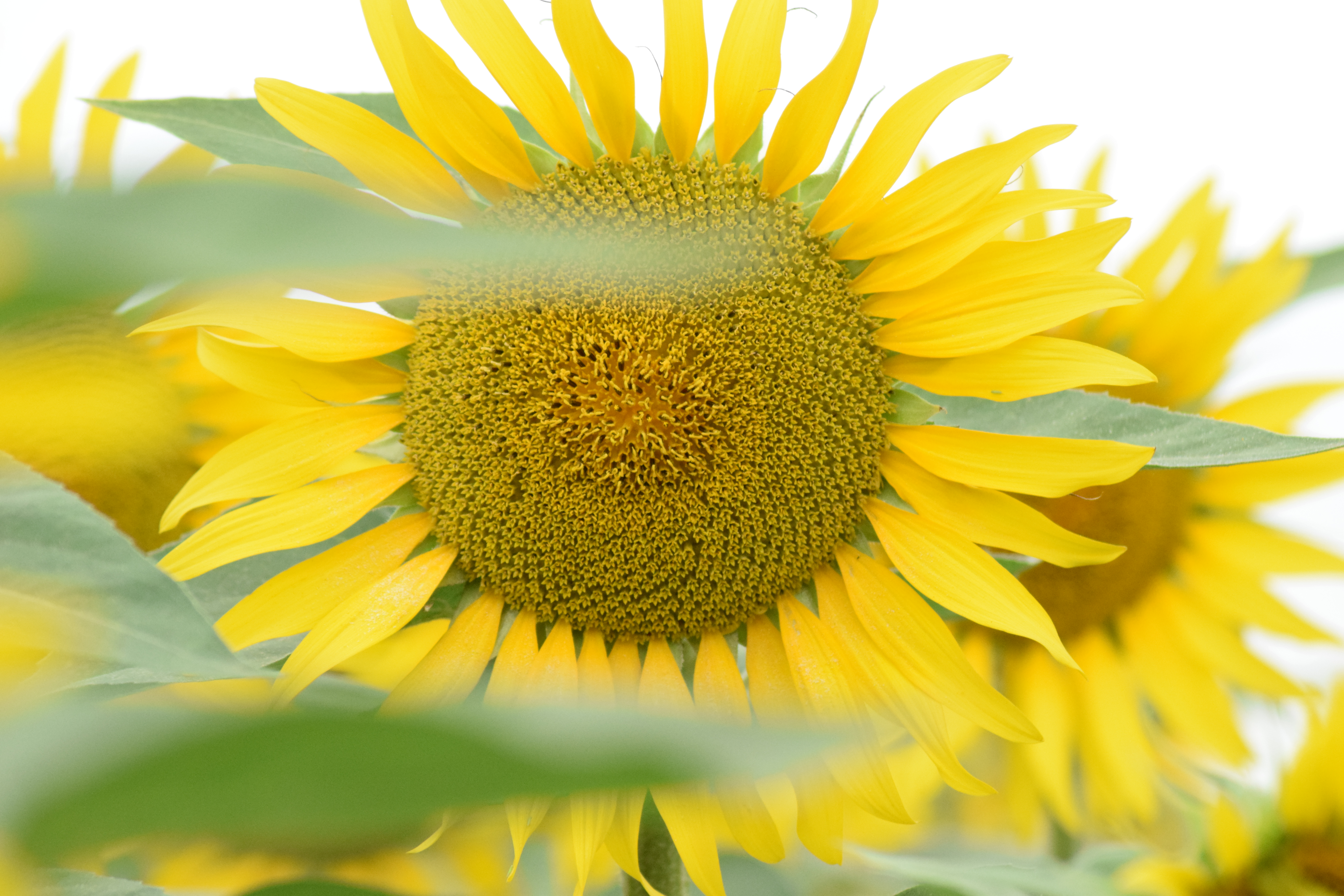 Poveştile clipei: „Am pus galbene gene false nefericirii”