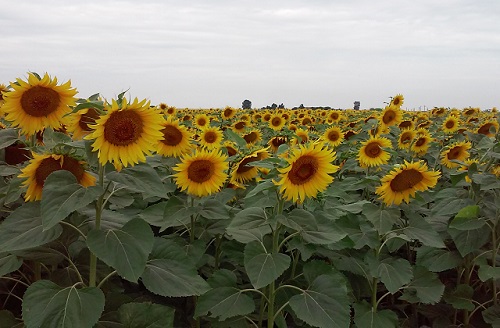 Azi despre ieri – 24 iulie 2016