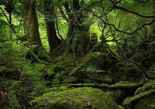 Gorjul, locul III la păduri virgine