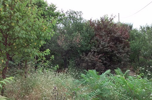 Azi despre ieri – 27 iulie 2016