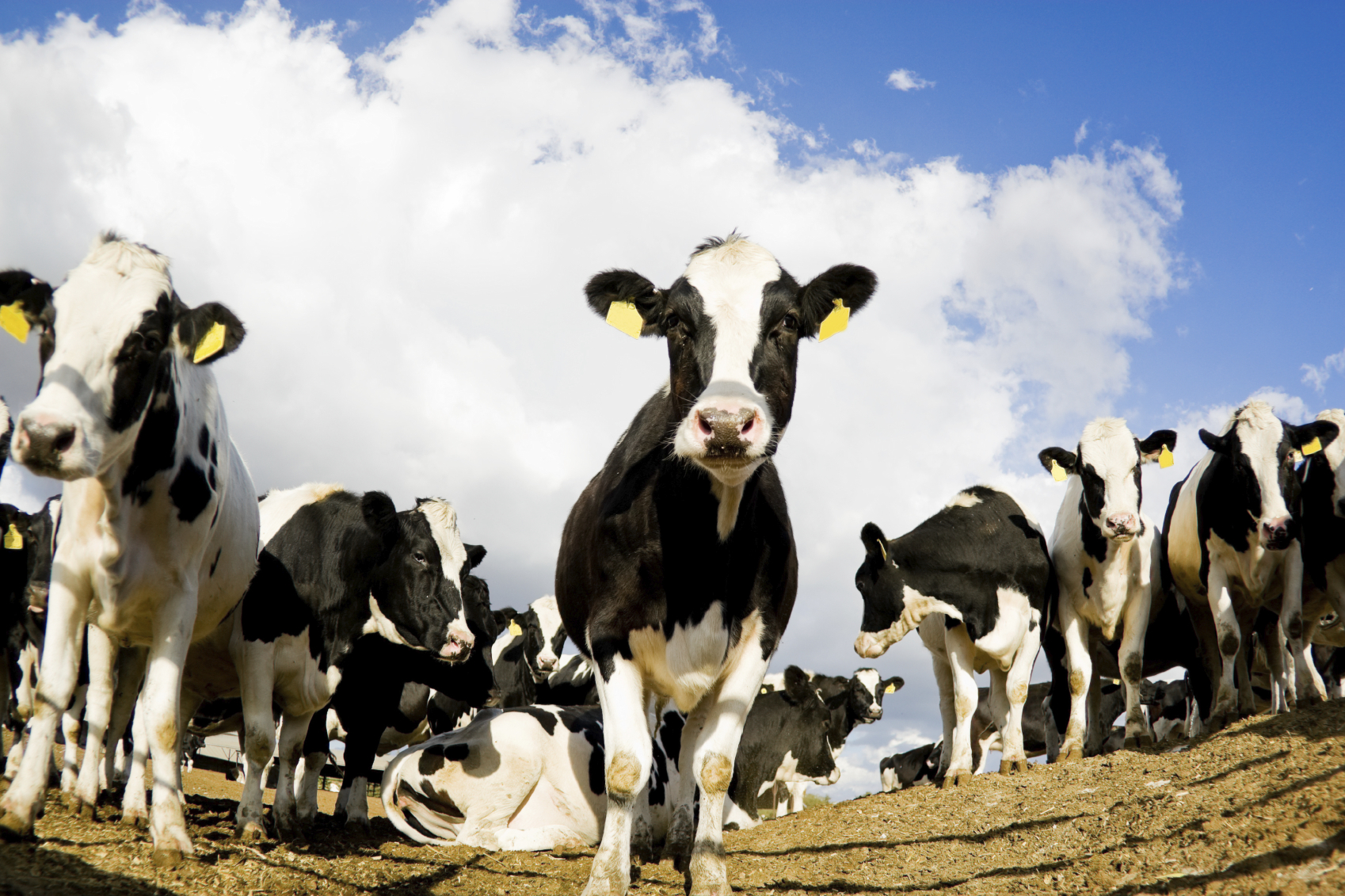 Organizarea targurile de bovine, interzisa in Olt